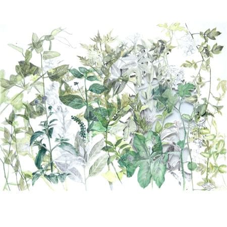 collection of plant stems