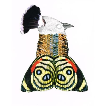 mixed media image of bird
