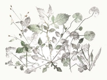 HERBARIUM VIVVM - A RICH CONFUSION<BR>Shelagh Morgan