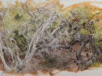Retracing Bundjalung National Park