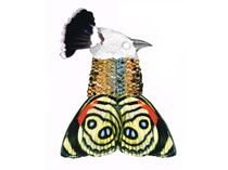 BIRDMAN <BR>Jasmine Scheidler