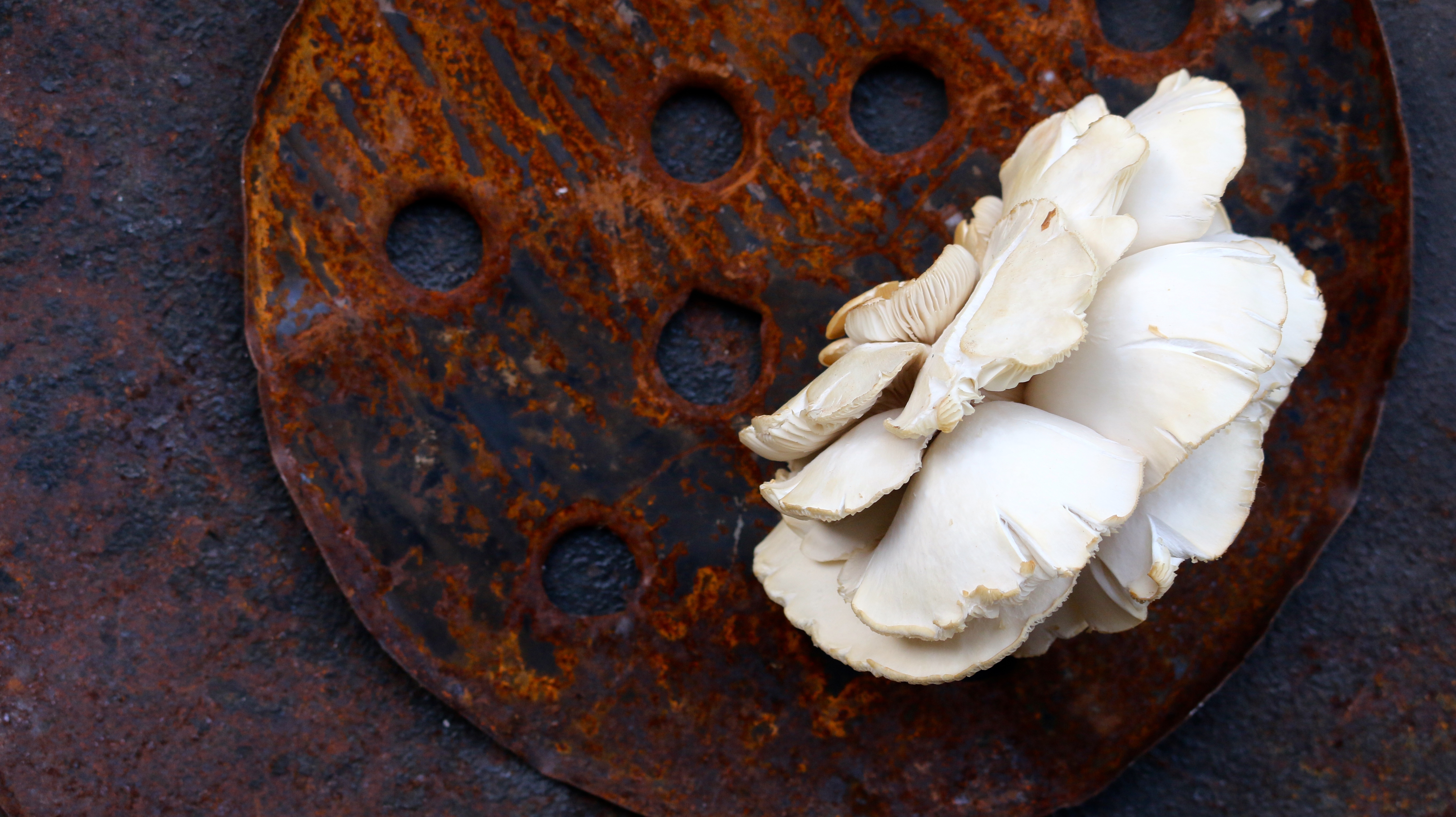 mushrooms growing in discarded metal