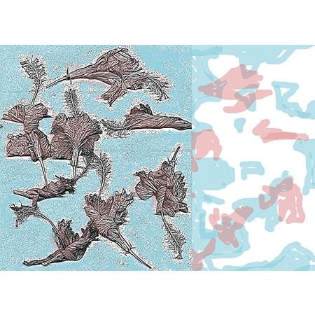 prints of hibiscus flowers