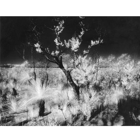 print of  plants in landscape at night