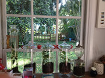 plants potted in jars in front of window looking through to lawn, a picket fence and trees outside 