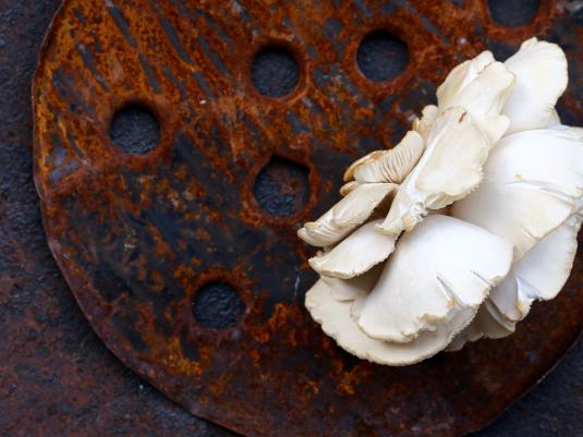 mushrooms growing in discarded metal