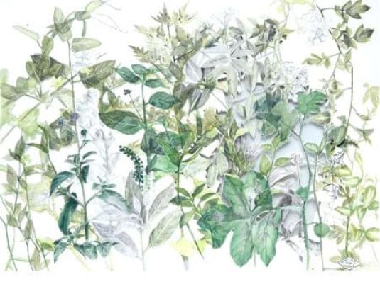 collection of plant stems