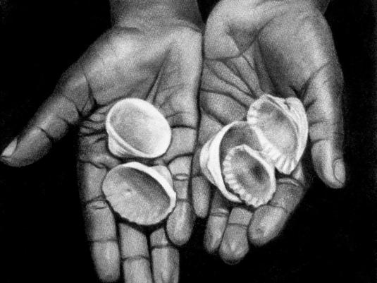 hands with shells
