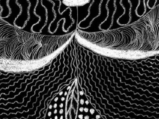 black and white image of flying insect with intricate patters