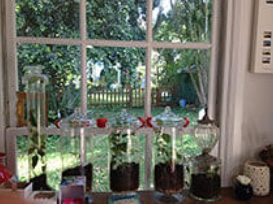 plants potted in jars in front of window looking through to lawn, a picket fence and trees outside